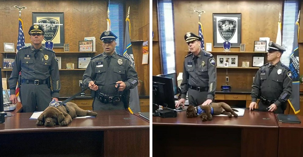 Cachorrito policía se queda dormido durante su propia ceremonia de juramentación