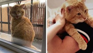 Un amigable gato callejero aparece en la ventana de una vivienda rogando que lo dejen entrar