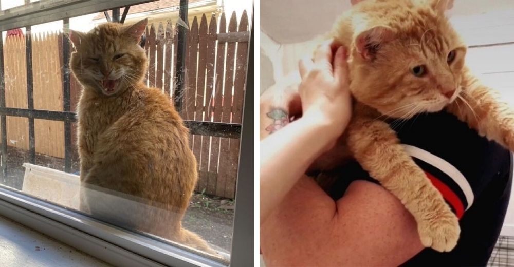 Un amigable gato callejero aparece en la ventana de una vivienda rogando que lo dejen entrar