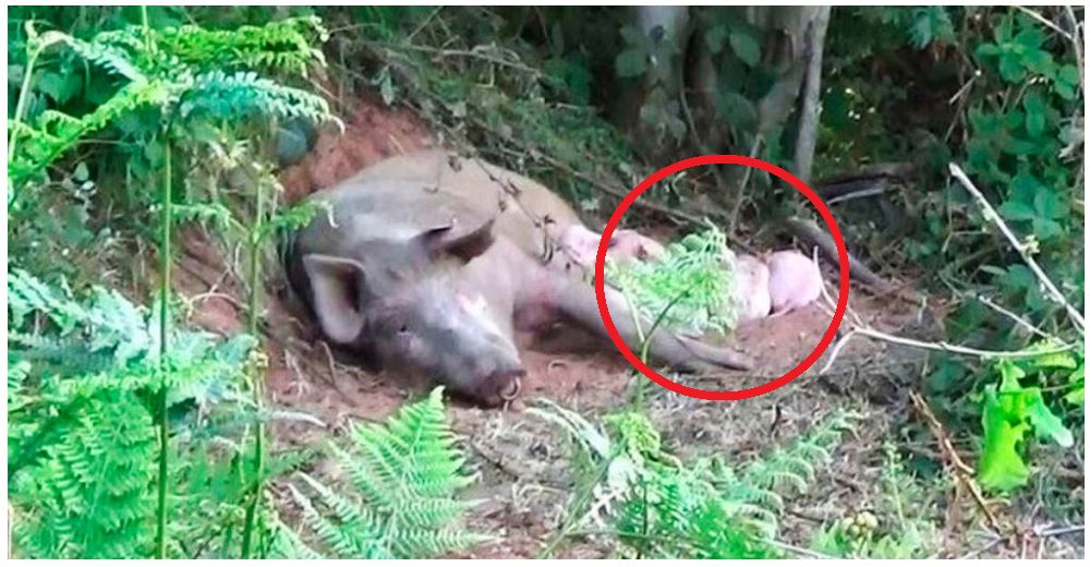 Cerdita embarazada se fuga de la granja para dar a luz y salvar a sus bebés