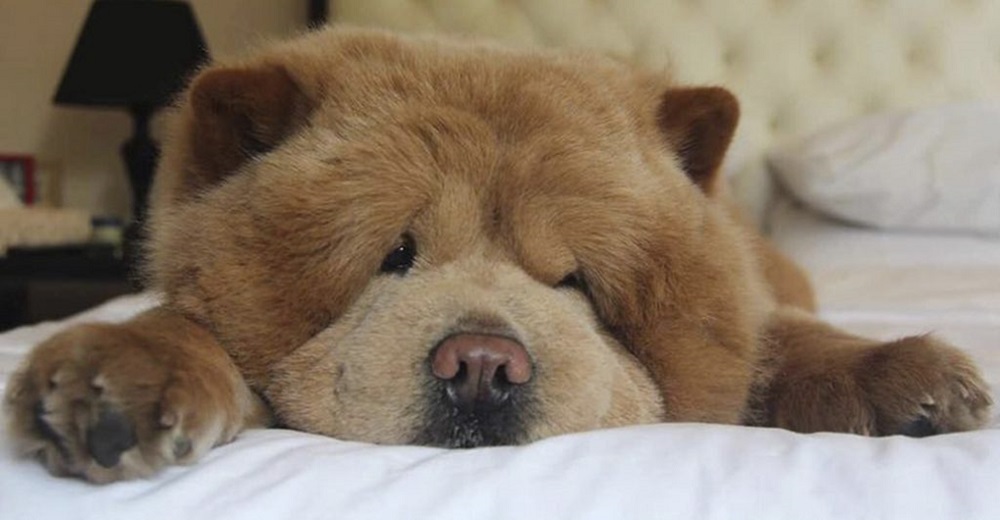 Perrito que parece un oso de peluche gigante se enferma y todos lo están llenando de amor