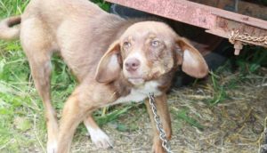 Perrito al que dejaron encadenado por días por ser “intocable”, llena de amor a su nueva familia