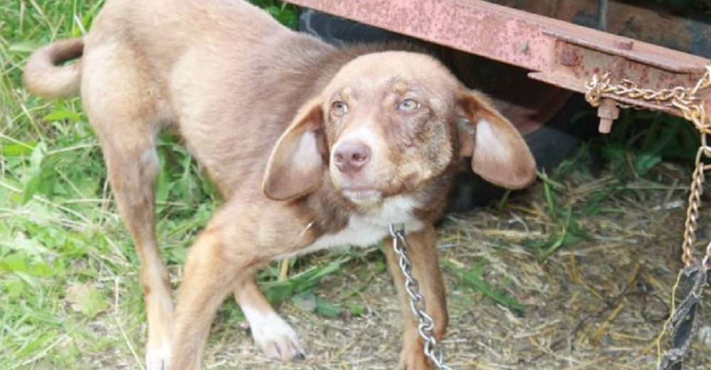 Perrito al que dejaron encadenado por días por ser “intocable”, llena de amor a su nueva familia