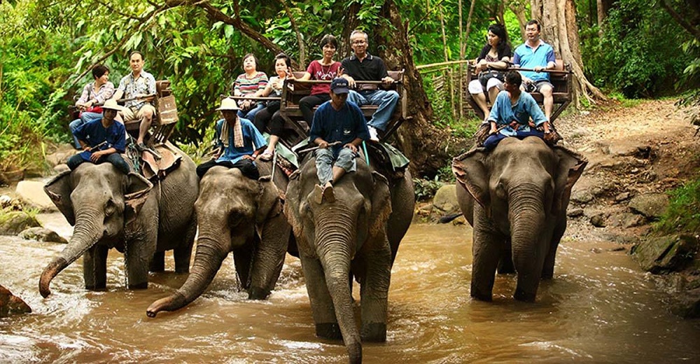 78 elefantes son liberados al fin de las pesadas sillas en las que paseaban a turistas