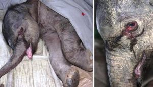 Desconsolado elefantito recién nacido llora sin parar tras ser rechazado por su mamá