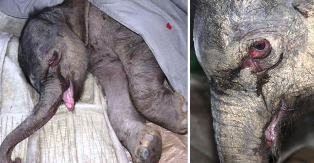 Desconsolado elefantito recién nacido llora sin parar tras ser rechazado por su mamá