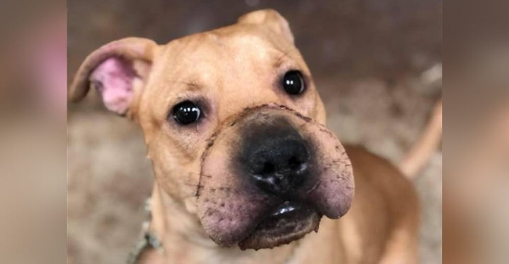 Perrita que fue hallada con la más triste marca en la calle no deja de mover su cola y dar besos