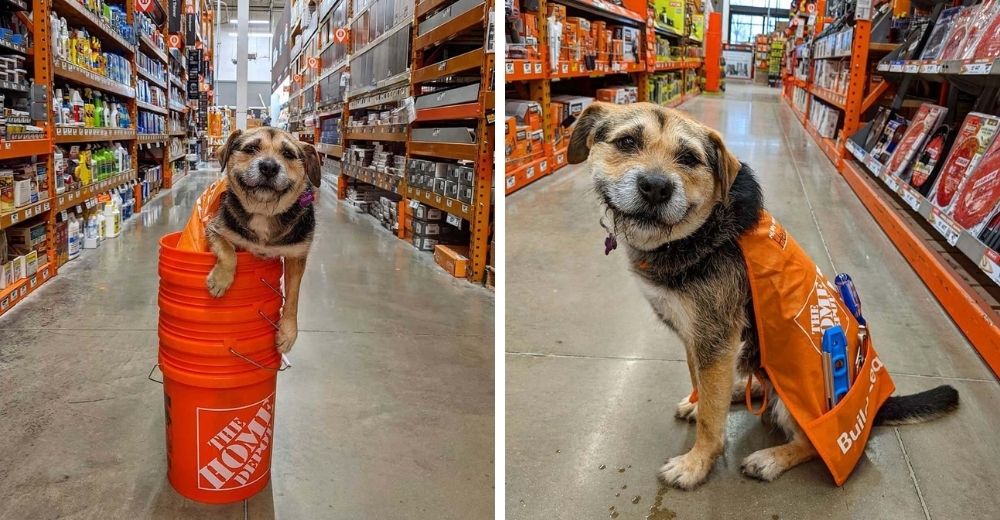 Perrita rescatada por una familia se convierte en la empleada más linda de una tienda