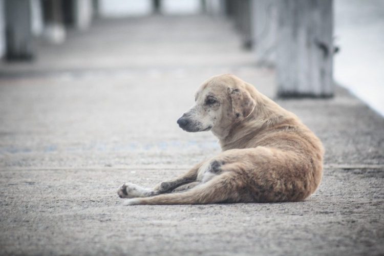 Niño sirio refugiado auxilia a perrito callejero que fue arrojado por un automóvil 