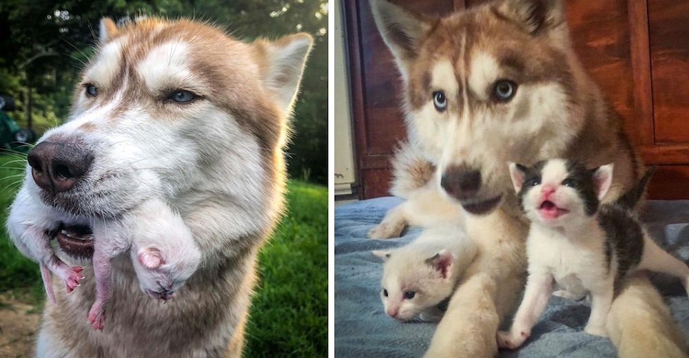 Valiente Husky descubre una caja llena de gatitos abandonados y los adopta a todos