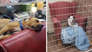 Refugio ofrece a sus perros sillas grandes y cómodas para que se sientan como en casa