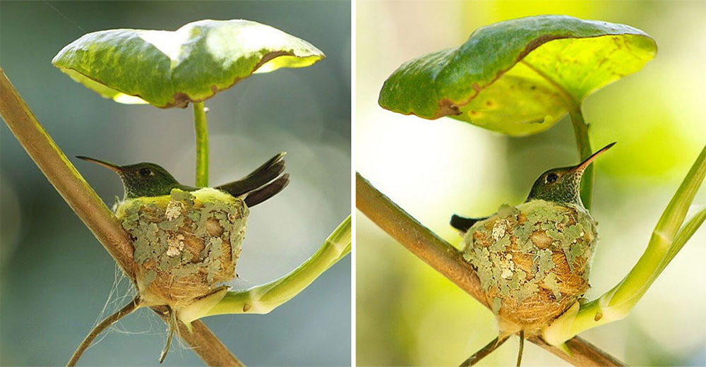 Mamá colibrí construye un perfecto nido con techo para proteger a sus polluelos