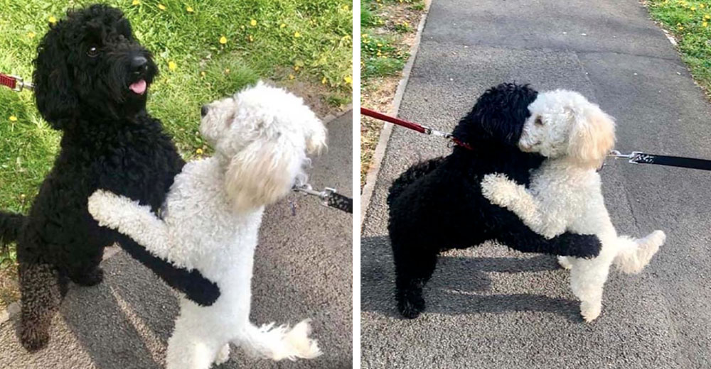 Dos perritos hermanos tienen tierno encuentro en la calle se reconocen de inmediato | Zoorprendente