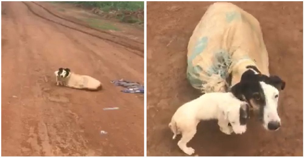 Perrita y sus cachorros atados dentro de un saco en medio de la nada, son salvados por un ángel 