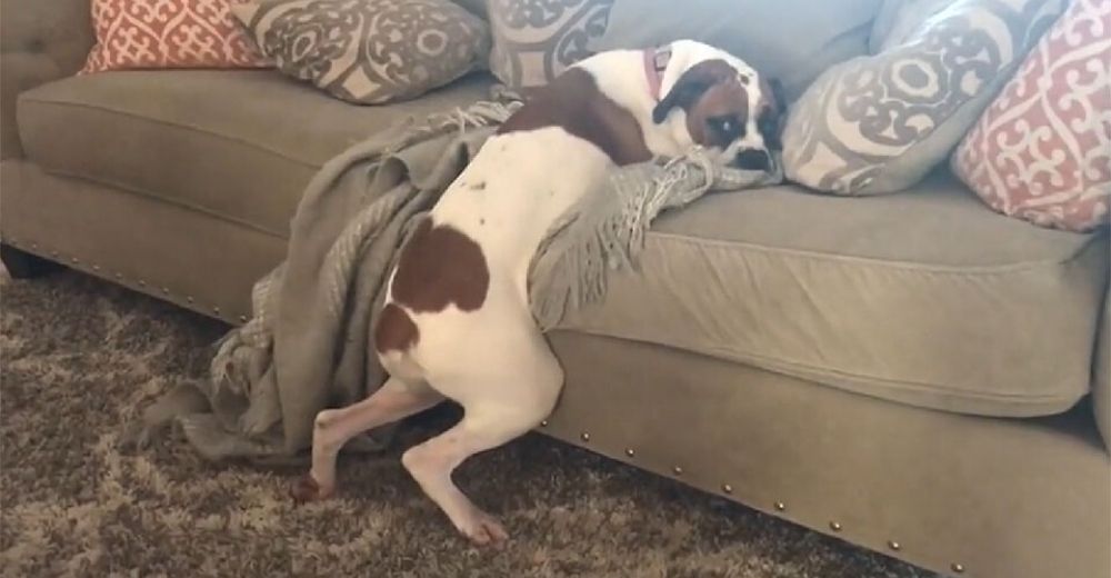 Perrita descubre cómo no saltarse la regla de «No se permiten perros en el sofá» Perrita descubre cómo no saltarse la regla de «No se permiten perros en el sofá»
