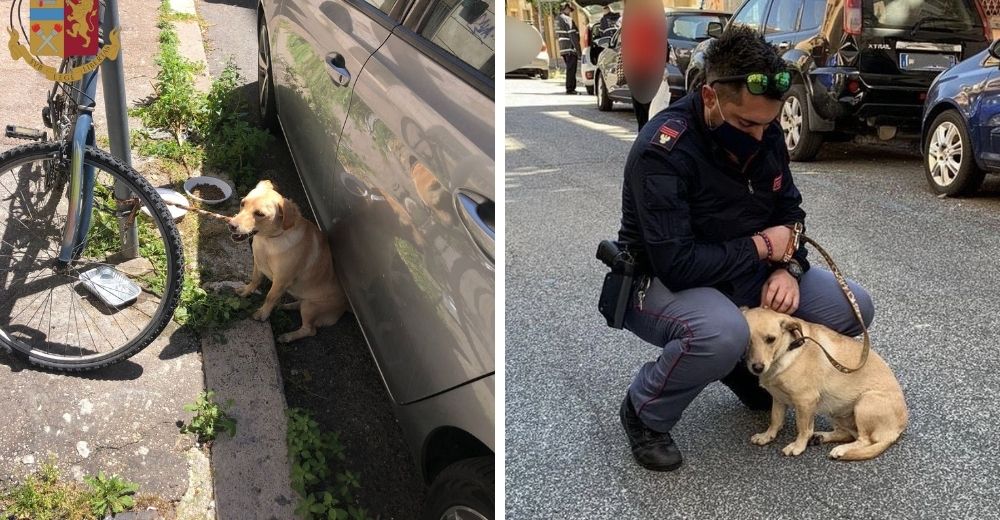 Policía salva a la perrita que fue dejada en un poste bajo el sol y la adopta para siempre