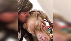 Una mujer pasa la noche en un refugio para no dejar que un perrito terminal muriera solito