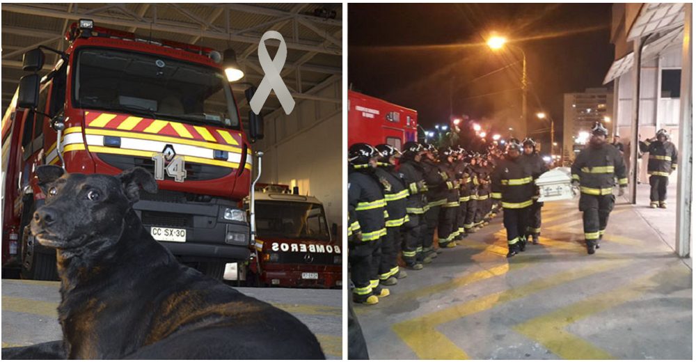 Bomberos despiden en un emotivo último adiós a su mejor compañero, el perrito de la estación