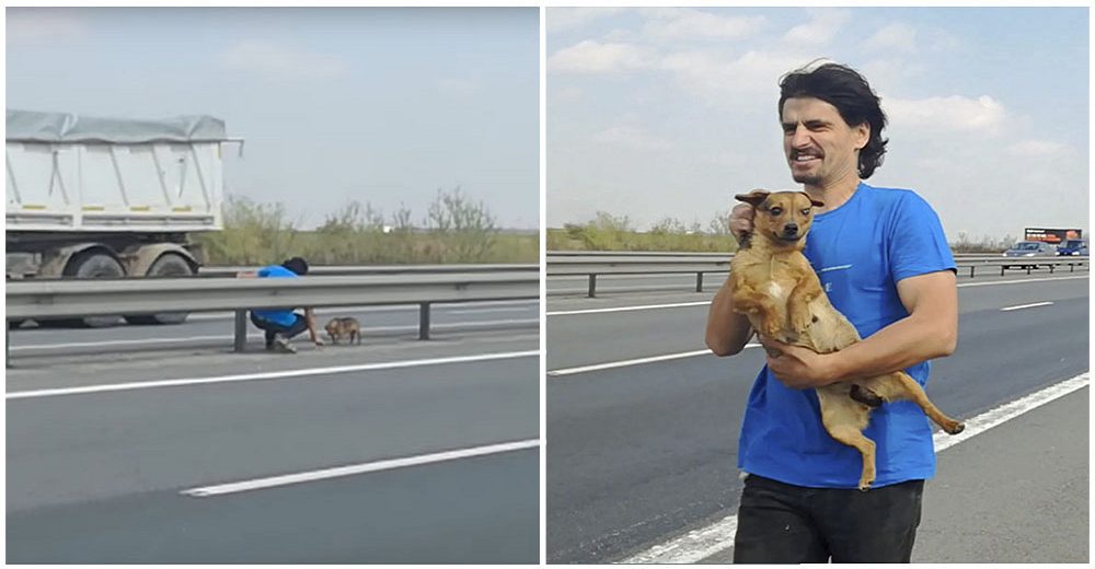 Veterinario expone su vida para salvar a una perrita temblorosa abandonada en la autopista