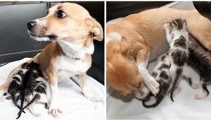 Perrita con el corazón destrozado al ser separada de sus chachorros, adopta 3 gatitos huérfanos