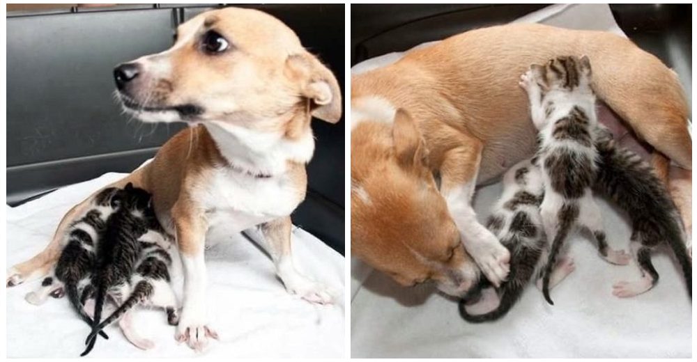 Perrita con el corazón destrozado al ser separada de sus chachorros, adopta 3 gatitos huérfanos