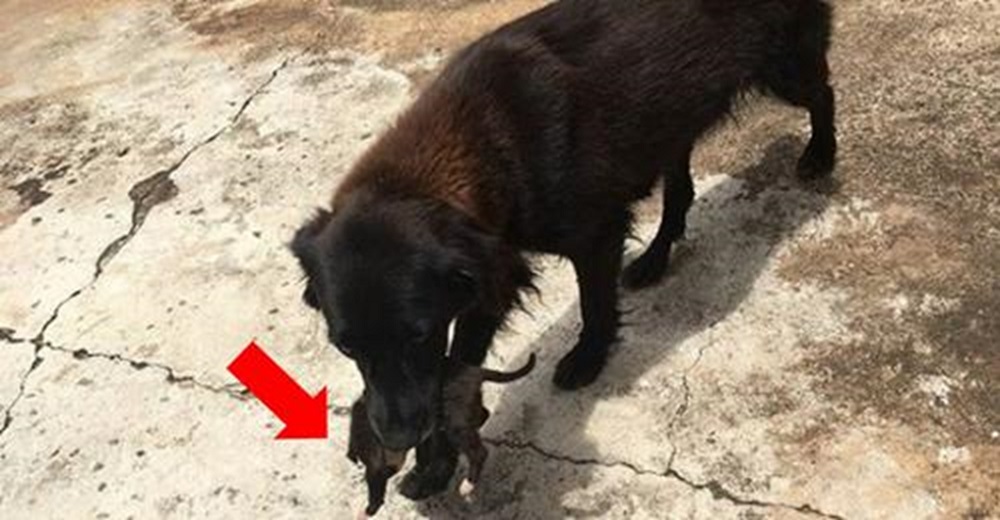 Ven a una perrita corriendo con un cachorrito inmóvil en el hocico tras salvarlo de la basura Ven a una perrita corriendo con un cachorrito inmóvil en el hocico tras salvarlo de la basura