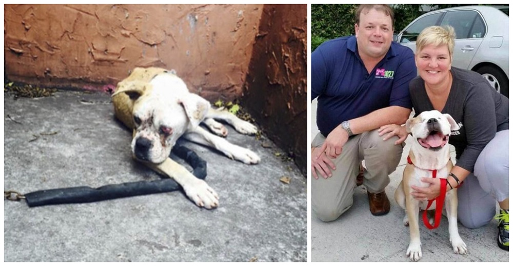 Rescatan a la perrita que pasó encadenada por días afuera de su casa tras la muerte de su dueño Rescatan a la perrita que pasó encadenada por días afuera de su casa tras la muerte de su dueño