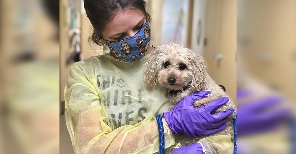 Perrita que perdió a sus dueños por el Covid-19 encuentra el hogar amoroso que tanto suplicó Perrita que perdió a sus dueños por el Covid-19 encuentra el hogar amoroso que tanto suplicó