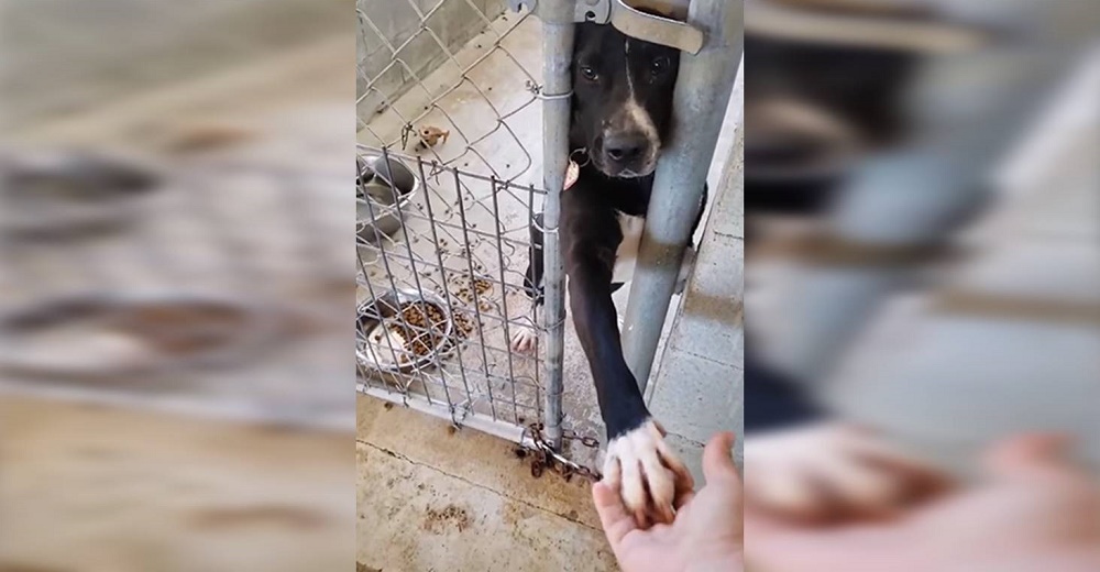 Perrito de un refugio busca tomar la mano de cualquiera que pase a su lado Perrito de un refugio busca tomar la mano de cualquiera que pase a su lado