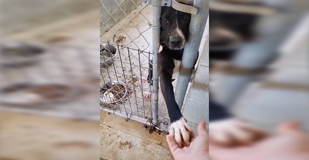 Perrito de un refugio busca tomar la mano de cualquiera que pase a su lado