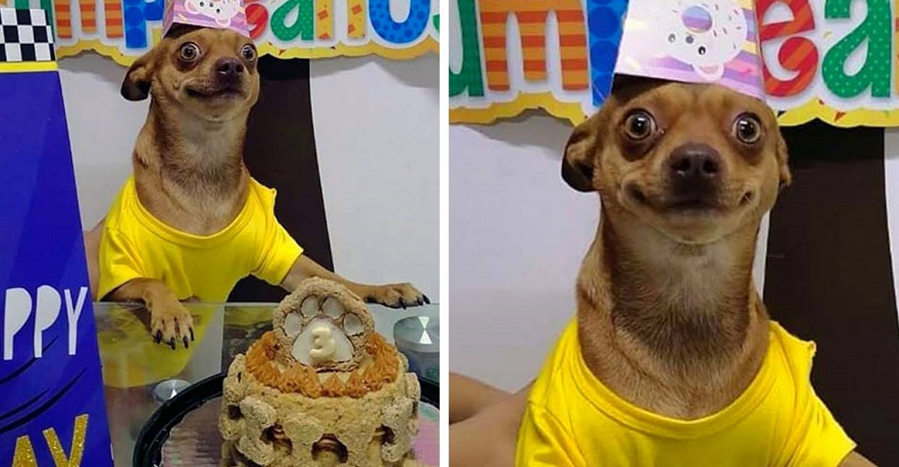 Pequeño perrito está feliz de que su familia se acordó de su cumpleaños Pequeño perrito está feliz de que su familia se acordó de su cumpleaños