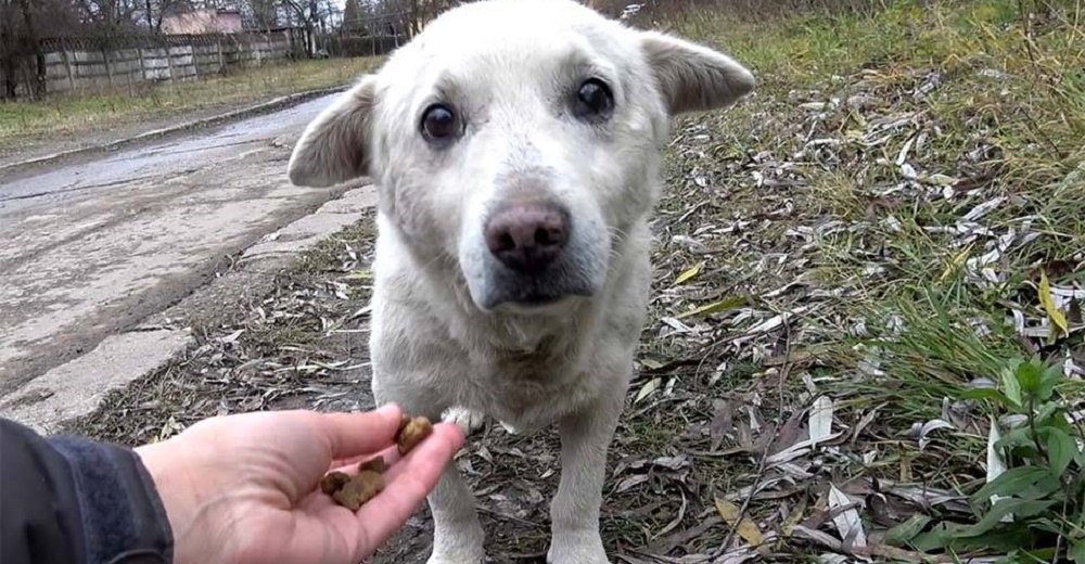 Perrito perdido queda con el corazón roto al querer volver a casa pero su familia lo rechazó