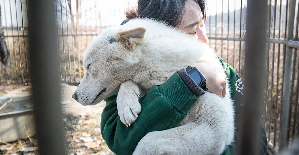 70 perritos destinados al consumo al fin son rescatados tras pasar meses encerrados en jaulas