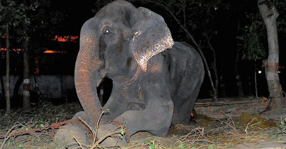 Elefante llora cuando al fin lo rescatan tras vivir más de 50 años encadenado