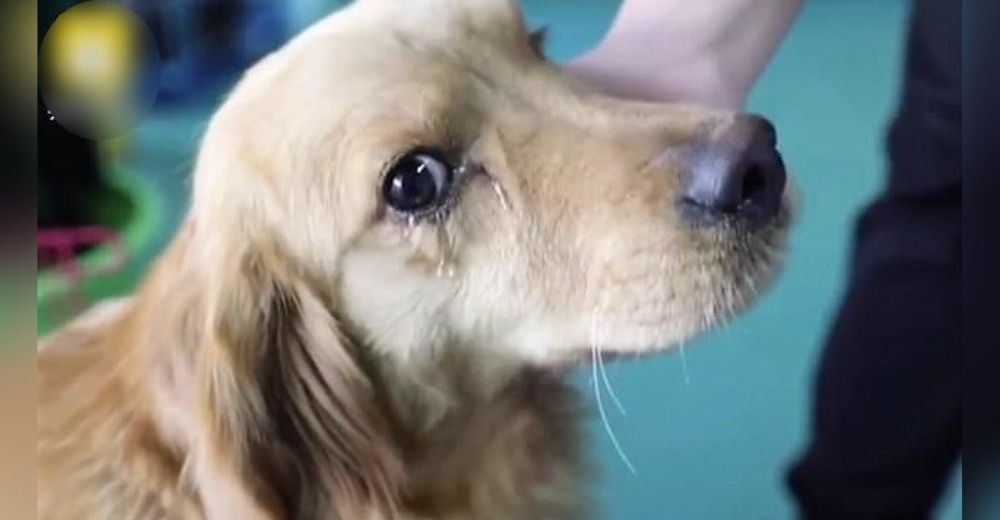 Perrita golden llora agradecida tras ser rescatada a tiempo antes de acabar en un plato de sopa