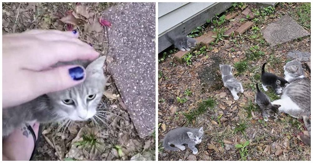 Gatita callejera lleva a sus bebés para presentarles a la mujer que la ha estado alimentando