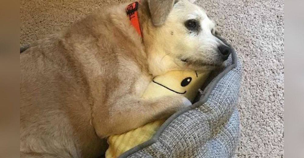 Perrita de 20 años todavía se acurruca con su banana de juguete Perrita de 20 años todavía se acurruca con su banana de juguete