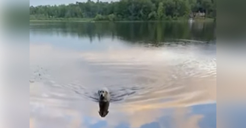 Perro nada todos los días a través de un lago al campamento para hacer nuevos amigos