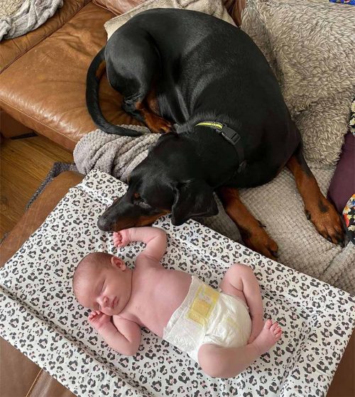 perrito consuela hermanita llevándole juguete favorito