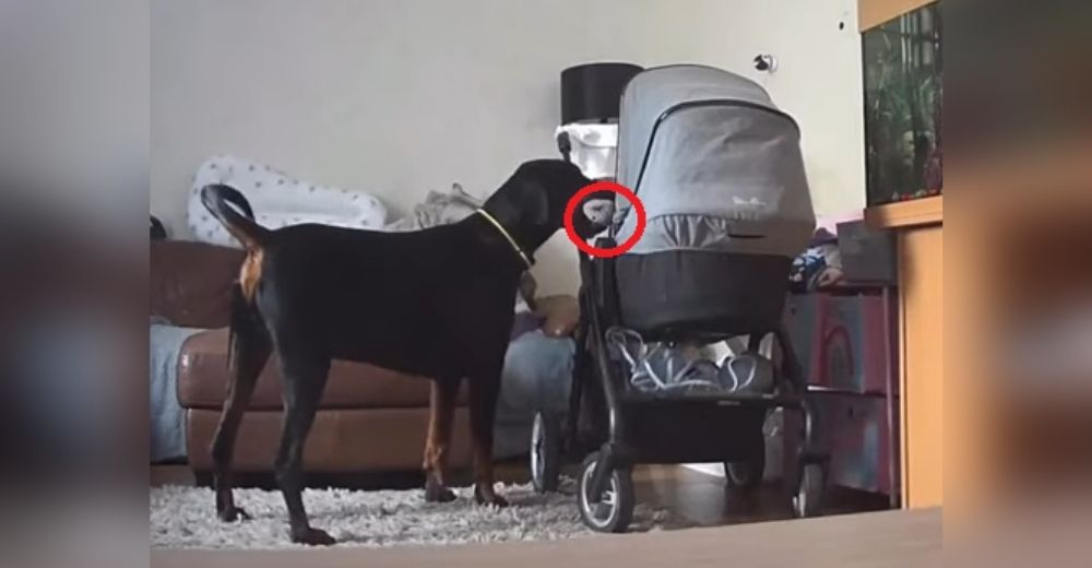 Perrito consuela a su hermanita para que deje de llorar llevándole su juguete favorito