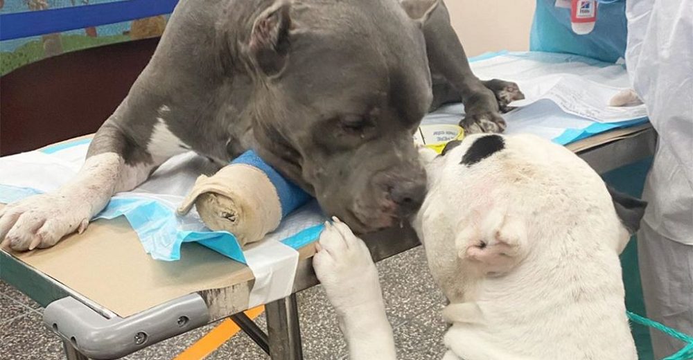 Dos dulces perritos se consuelan mutuamente al ser rescatados después de morir su dueño
