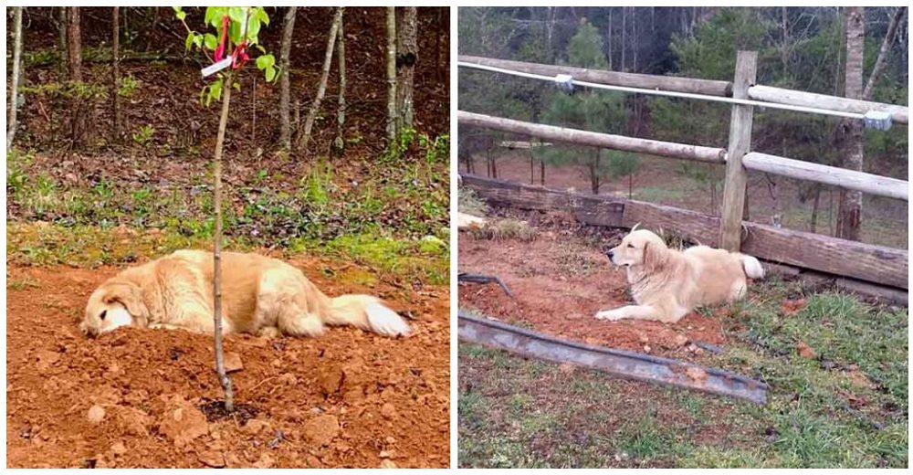 Perrito de 3 patas llora sobre la tumba de sus amigos del santuario cada vez que fallece uno