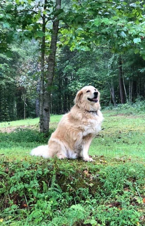 perrito