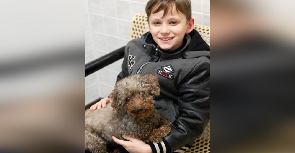 Niño visita un refugio y termina adoptando al perrito más viejito del lugar