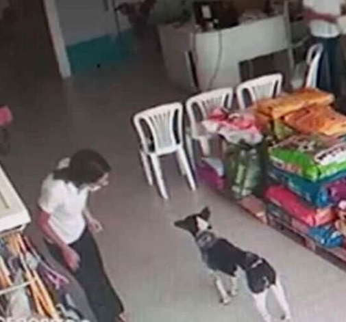 Perro ingresa a una clínica veterinaria por sus propios medios