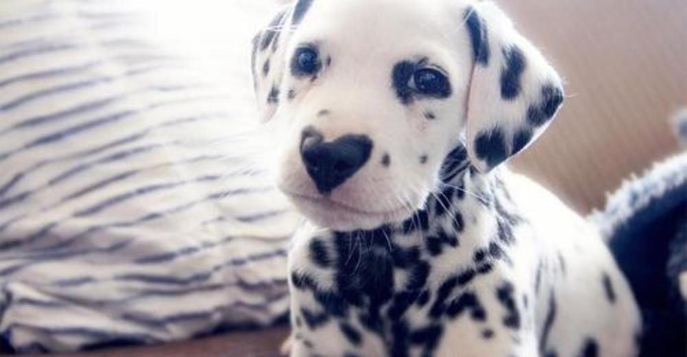 Perrito dálmata con naricita en forma de corazón sabe lo adorable que es