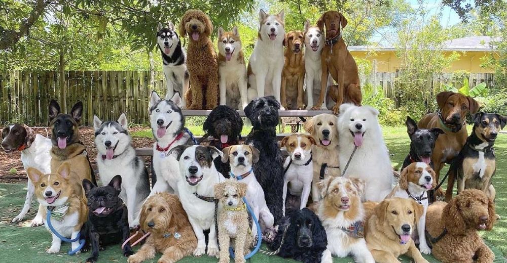 Guardería canina hace lo imposible y logra las fotografías grupales perfectas de perritos