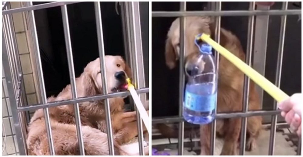 Vecina salva a un pobre perrito abandonado alimentándolo desde la ventana