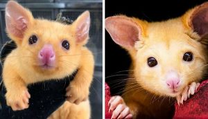 Rescatan una rara zarigüeya bebé dorada que parece un «Pikachu» de la vida real