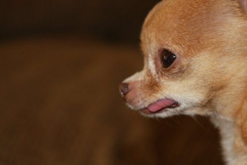 Perrito no deja de mover su cola al reunirse con su familia 